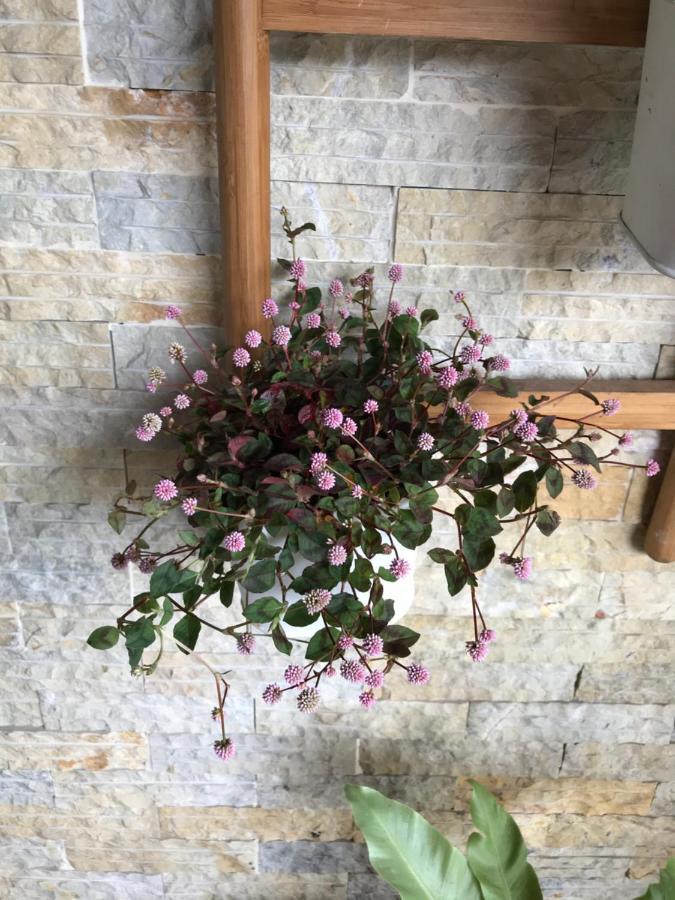 Lienmei 月租房 Tajpej Buitenkant foto